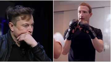 Elon Musk, Mark Zuckerberg agree to fight each other in cage match