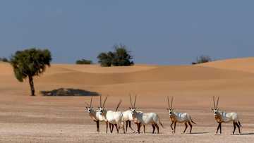 What is the national animal of UAE? Hint: it is not a camel