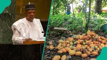 Nigeria set to transform cocoa industry as VP Shettima announces his cocoa farm