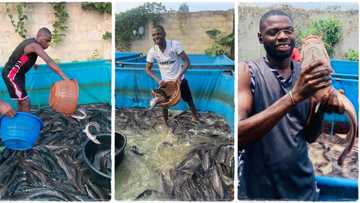 "It is very lucrative": ABSU graduate of Industrial Chemistry becomes fish Farmer, shows off big cat fish