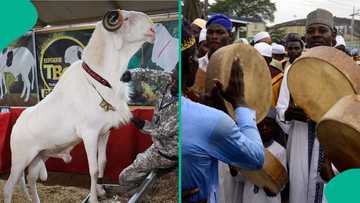 Eid El-Kabir: 6000 cows to be shared in 11 states for sallah, full list emerges