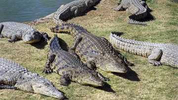 Villagers slaughter about 300 crocodiles in revenge after one of them ate factory worker (photo)