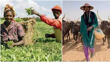 Herdsmen/farmers crisis: Group threatens to expose sponsors, drag them to ICC