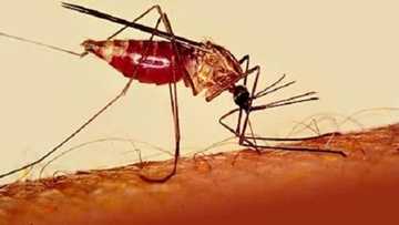 Malaria: Zazzabin cizon sauro da ya gagari jama'a da gwamnatin Najeriya