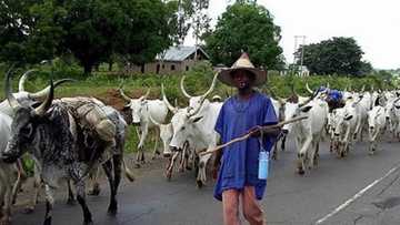 Ranching is only solution to herdsmen-farmers clashes - NASEMA boss