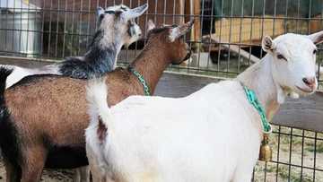 Shekaru 15 ga saurayi da jaraba ya kai lalata da akuya