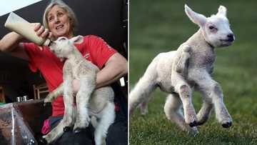 Abin al’ajabi: Hotunan tunkiyar da aka haifa da kafafuwa 5 da rabi