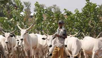 Prove your innocence about herdsmen violence by changing security system - Christian group in Rivers tells FG