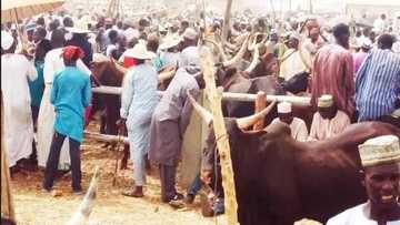 See the 5 cheapest cattle markets you can buy your ram for Eid-el-Kabir