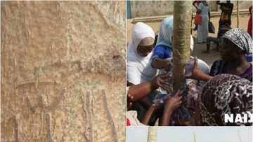 Abun al’ajabi: Sunan Allah ya bayyana a jikin bishiyar zogale