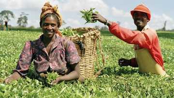Jerin kokarin da Shugaba Buhari yayi a harkar noma a Najeriya