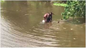 Many feared dead as commercial bus plunges into river in Edo state (video)