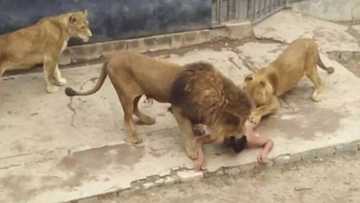 Unbelievable: Man jumps into lions' enclosure to commit suicide, but the lions died instead (photos, video)