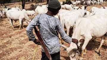 Yadda wani makiyayi ya kashe abokinsa da suke kiwo tare a kan N2,000