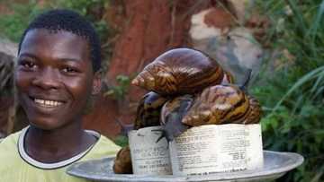 4 simple steps to start snail rearing business in Nigeria and succeed