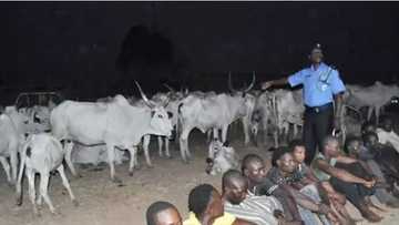 An cafke masu satar shanu a lokacin da suke rabo a cikin daji