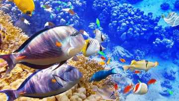 What do fish eat or wonderful life in the ocean