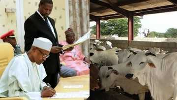 Herdsmen attacks: FG to dump cattle colonies, urges states to proffer solutions