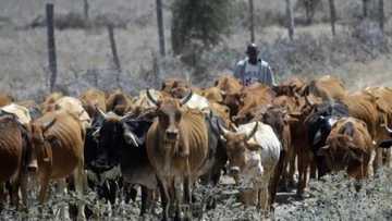 Breaking: Suspected herdsmen block road, allegedly kill traveller in Benue