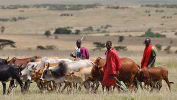 As at today, we have lost over 200 herdsmen and 2 million cattle - Miyetti Allah cries out