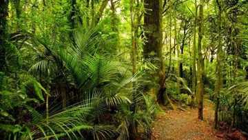 Sacred: Forest of the almighty in Nigeria (Igbo Olodumare)