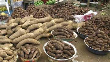 Food price crashes, 9 tubers of yam now N1,300 in central Nigeria