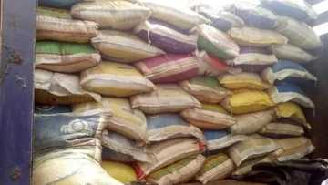 Customs seizes 11 vehicles smuggling foreign rice