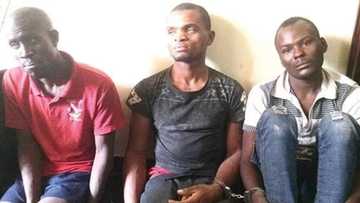 Halin ɓera: Wasu ɓarayin shinkafa sun gamu da ɗaurin shekaru 9 a gidan Maza