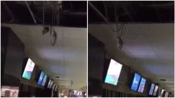 Huge rats hanging from the ceiling leaves people startled at Lagos Airport (photo, video)