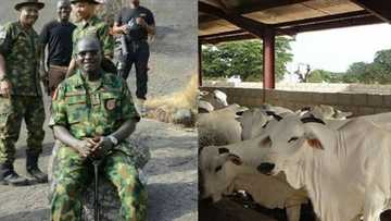 Nigerian Army sets up cattle ranch in Abuja under its barrack investment programme