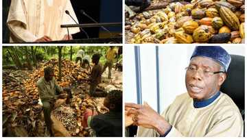 Goodbye oil? Nigeria to move from 7th position to become world largest cocoa producer, exporter
