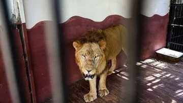 Zaki ya kashe mai kula da shi a jihar Kaduna