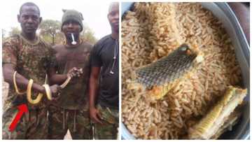 Hungry Nigerian soldiers in Sambisa make Jollof rice, put poisonous snake meat on it (photo)