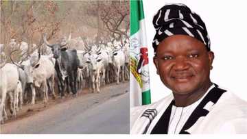 JUST IN: Benue bans Fulani herdsmen from open grazing of cattle, stipulates 5-year-jail term for offenders
