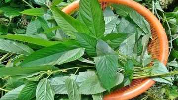 Ashe ganyen Ayoyo na da matukar amfani, Karanta sirrika 6 da ya kunsa