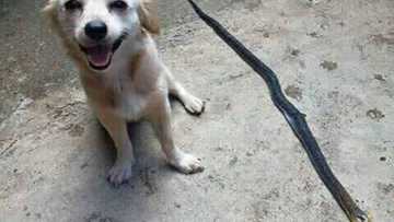 Mutuwar kasko: Wani jarumin kare ya mutu bayan kashe micijin da zai cutar da maigidansa