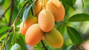 Lafiya Jari: Nau'ikan Cututtuka 10 da Ganyen Mangwaro ke kawar wa a jikin dan Adam