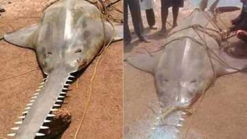 Allah buwayi: Hotunan wani kifi mai ban al'ajabi da wasu masunta suka kama