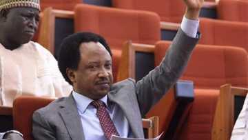 Don't give public money, resources to Miyetti Allah - Senator Shehu Sani warns FG