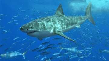 Da dumi-dumi: Kifi ya hadiye N52 Million a jihar Abia