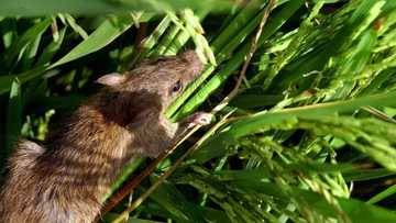 Bera da ɓarna: Beraye sun tafka ma manoman shinkafa mummunar ta’asa a jihar Kebbi