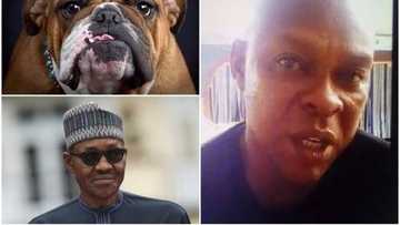 Dog named Buhari: Presidency finally reacts to man's arrest