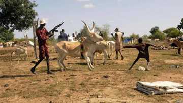 Yadda barayin shanu suke cin karensu ba babbaka a kauyukan jihar Zamfara