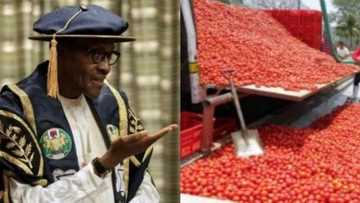 How Nigeria loses N15 billion annually to tomato importation