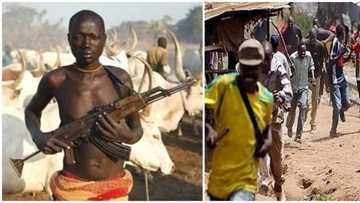 APC chieftain reveals why herdsmen have been successfully killing farmers in Benue, their strategy