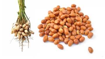 What is the difference between peanut and groundnut?