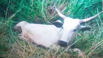 Mambila: An kashe Fulani 20, an sace musu shanu 300 a sabon rikici a Jigawar Mambila