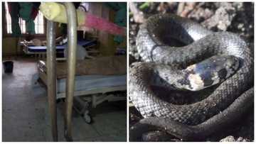 See massive SNAKE found and killed in Unilorin hospital ward (photo)