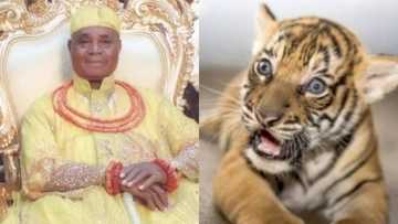 Igbinedion gives Oba of Benin 7-month old tiger (photo)