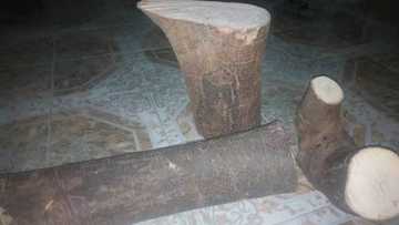 Bautar bishiya a Kano: An raunata 'yan Hisbah a rikicin sare ta